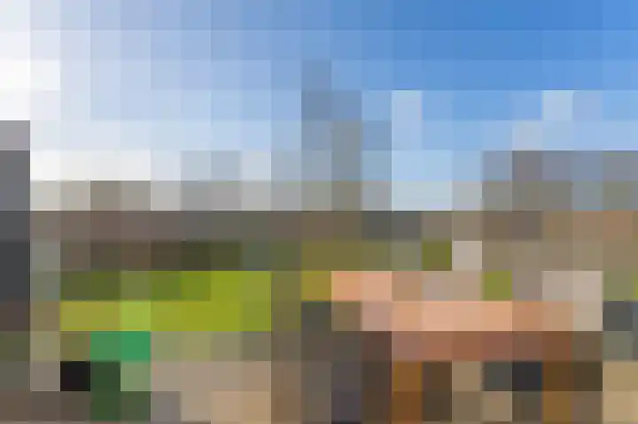 Schorrebloem 41 Nieuwvliet thumbnail 7