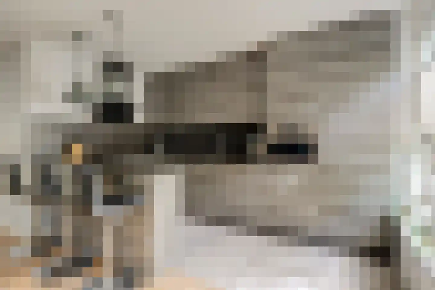 Schorrekruid 2 Middenmeer thumbnail 14