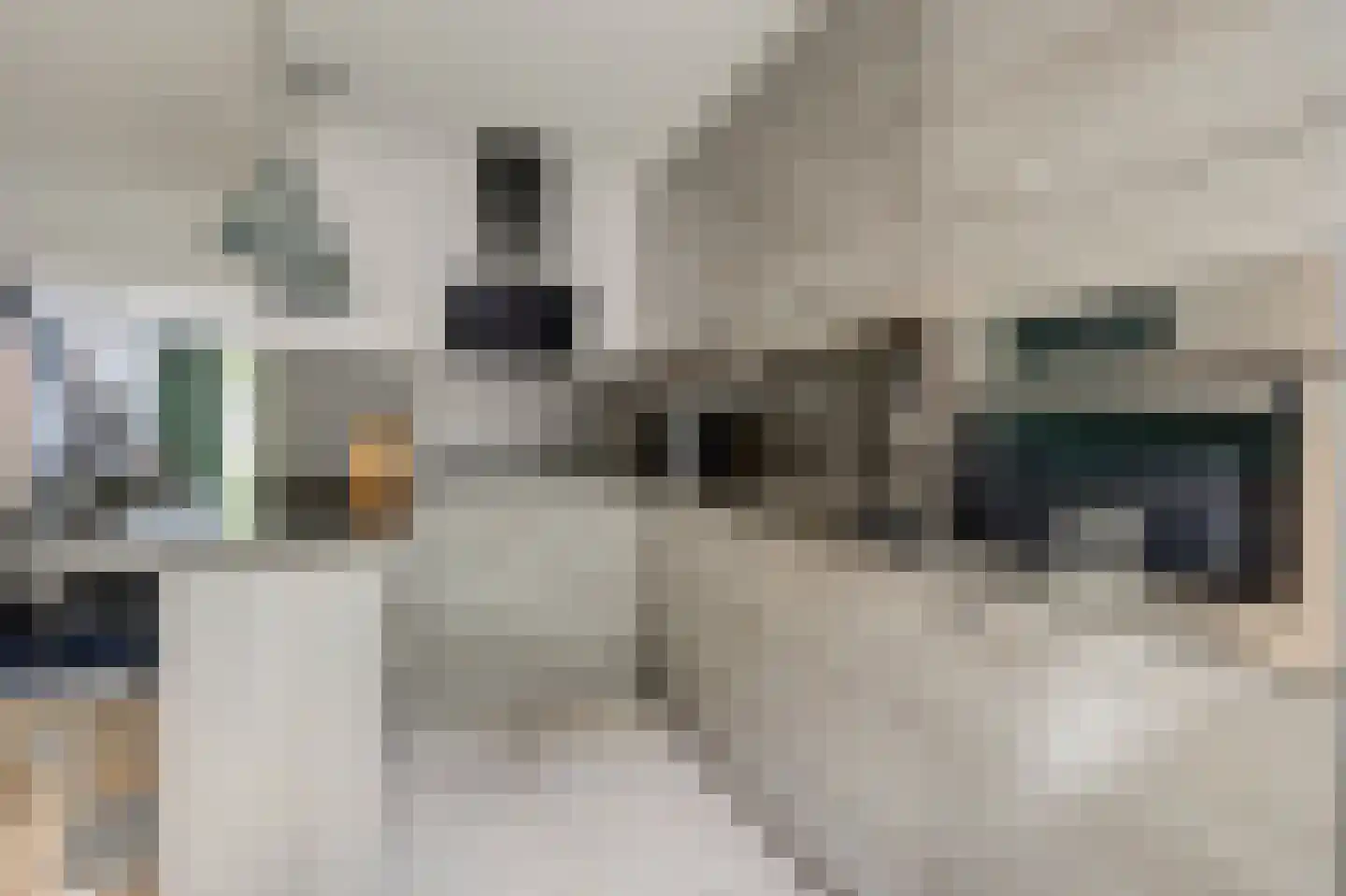 Schorrekruid 2 Middenmeer thumbnail 15