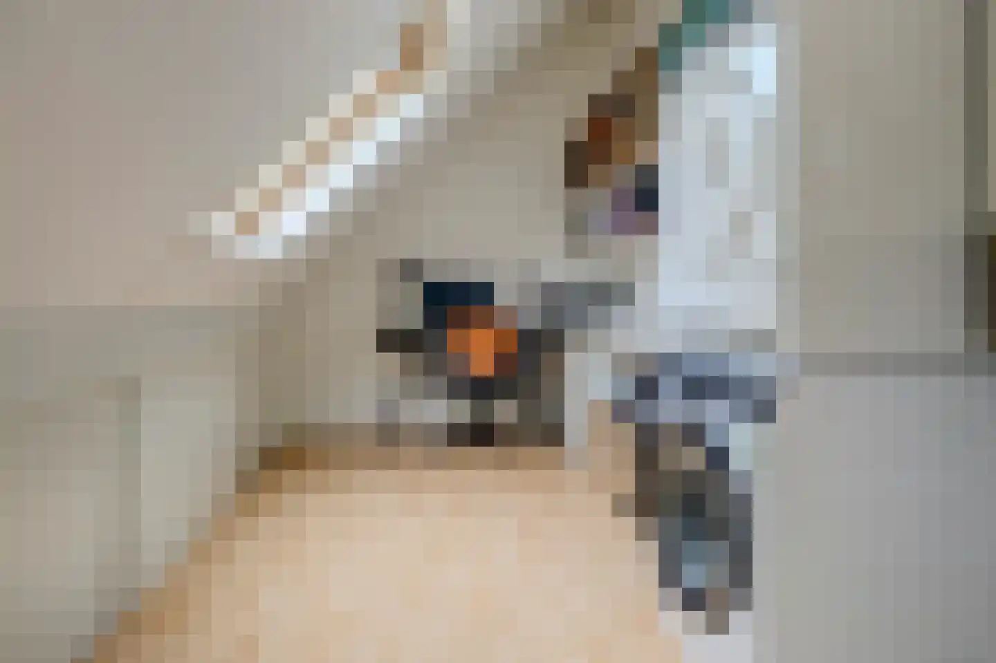 Schorrekruid 2 Middenmeer thumbnail 27