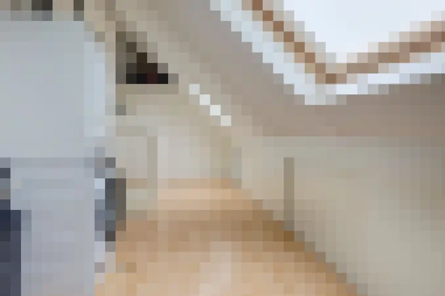 Schorrekruid 2 Middenmeer thumbnail 28