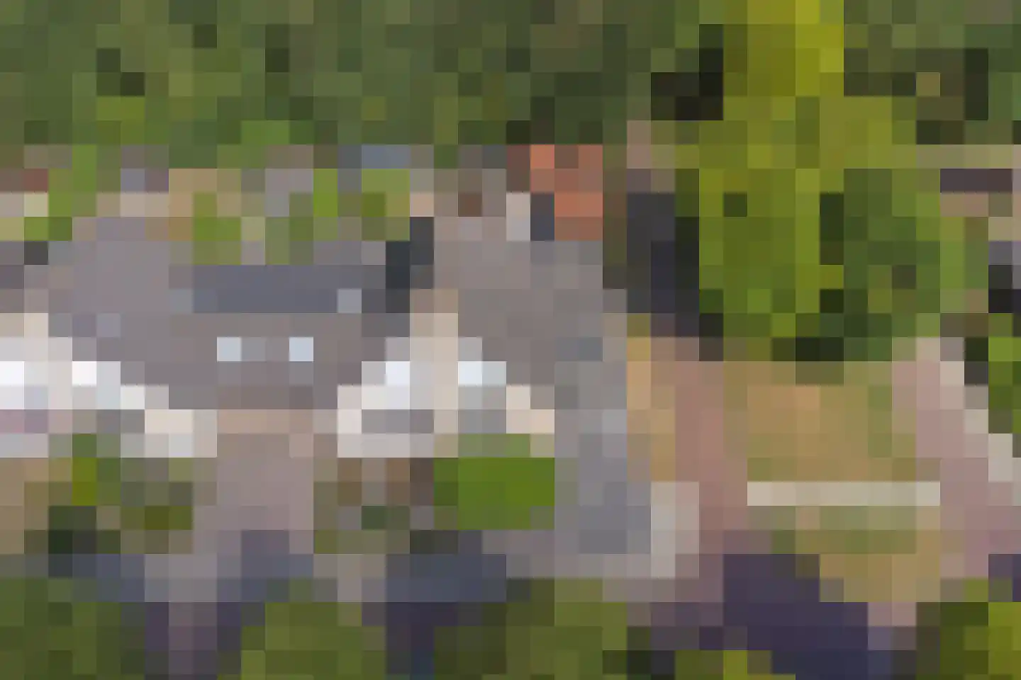 Schorrekruid 2 Middenmeer thumbnail 32