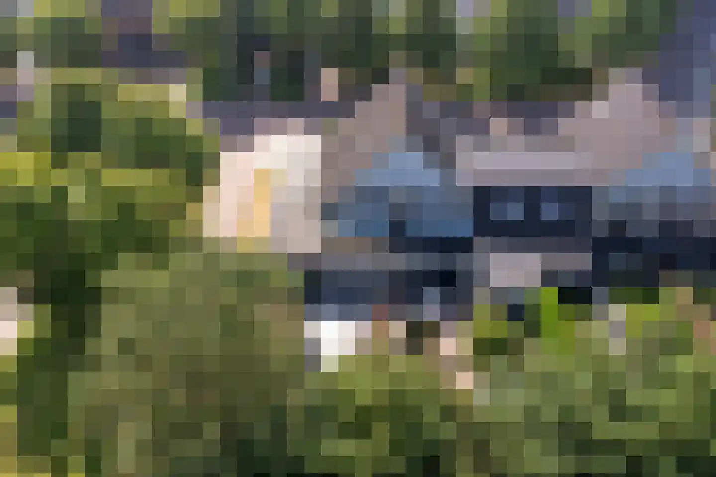 Schorrekruid 2 Middenmeer thumbnail 33