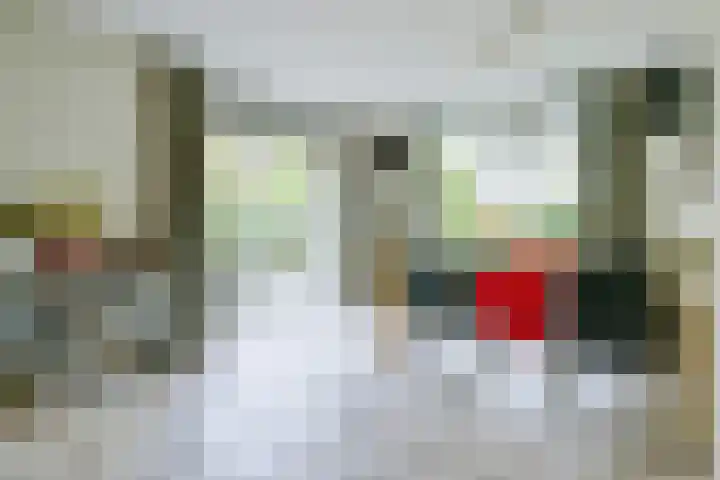 Schorrekruid 38 Middenmeer thumbnail 12