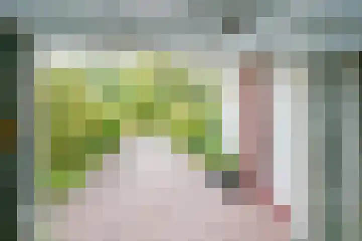 Schorrekruid 38 Middenmeer thumbnail 20