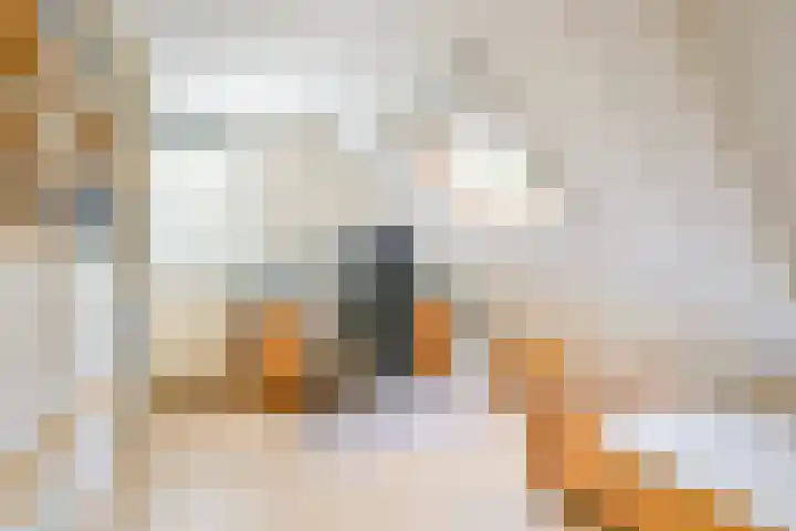 Schorrekruid 38 Middenmeer thumbnail 27