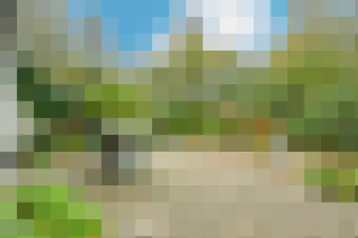 Schorrekruid 38 Middenmeer thumbnail 35