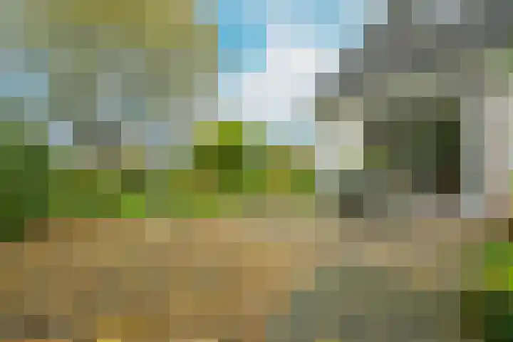 Schorrekruid 38 Middenmeer thumbnail 38