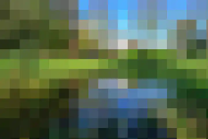 Schorrekruid 38 Middenmeer thumbnail 4