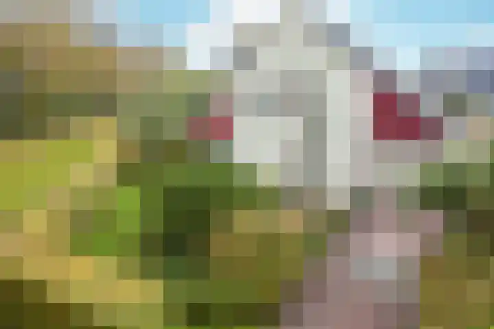 Schorrekruid 38 Middenmeer thumbnail 40