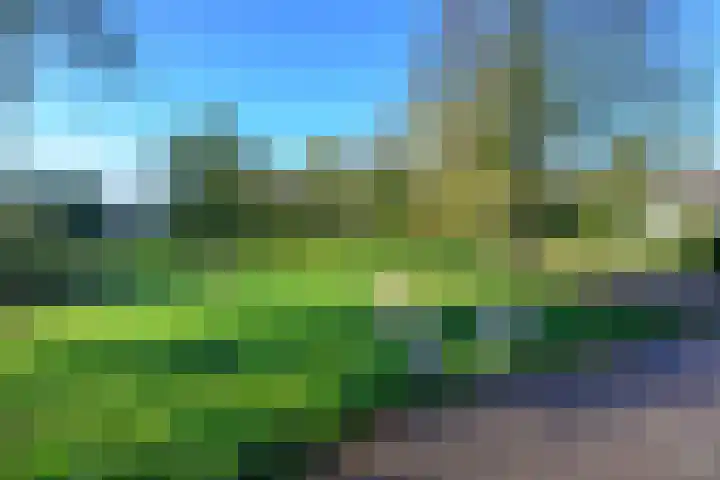 Schorrekruid 38 Middenmeer thumbnail 42