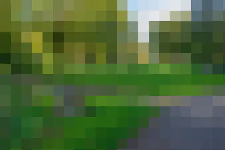 Schorrekruid 38 Middenmeer thumbnail 44