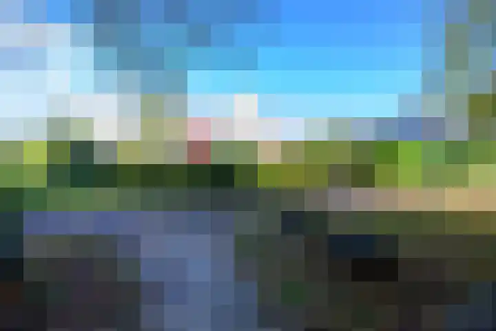 Schorrekruid 38 Middenmeer thumbnail 45