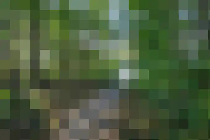 Schorrekruid 38 Middenmeer thumbnail 46