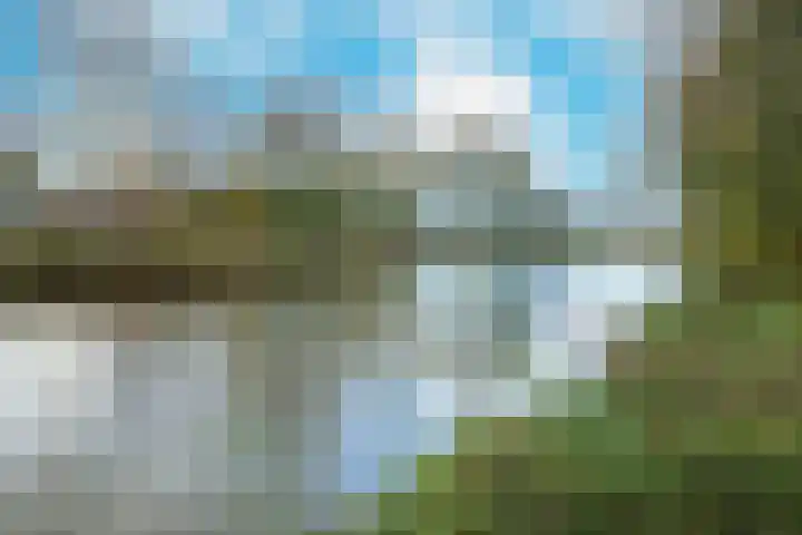Schorrekruid 38 Middenmeer thumbnail 47
