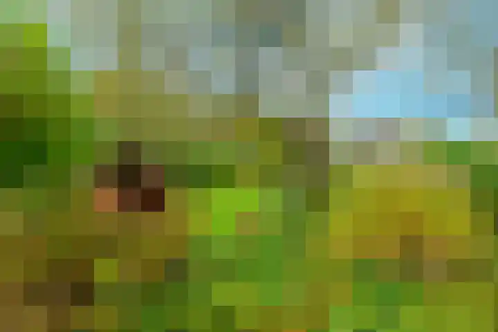 Schorrekruid 38 Middenmeer thumbnail 5