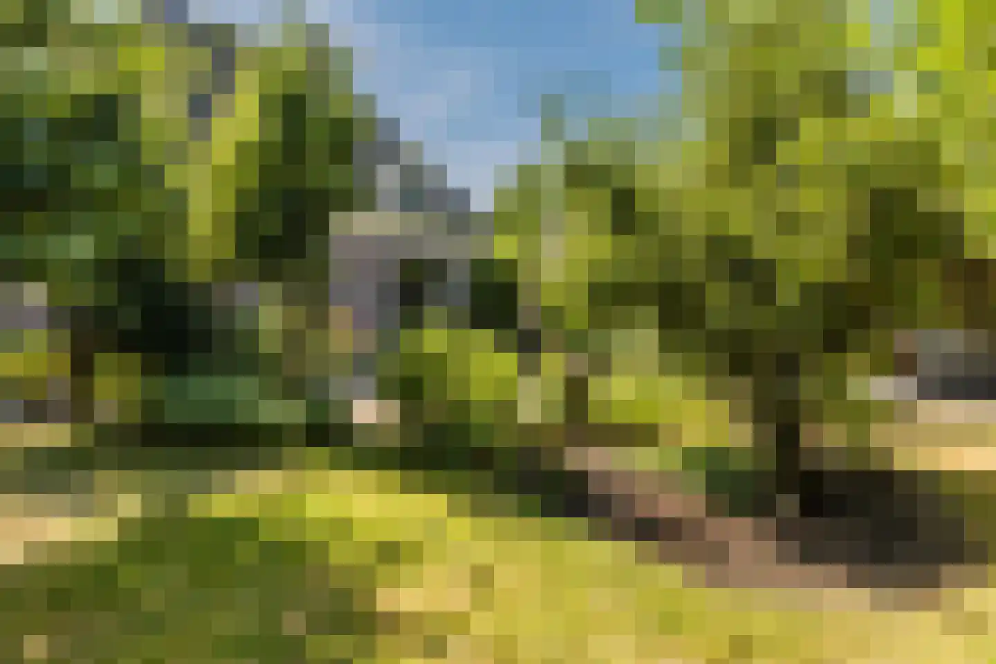 Schorrenkruid 16 Bergen op Zoom thumbnail 54