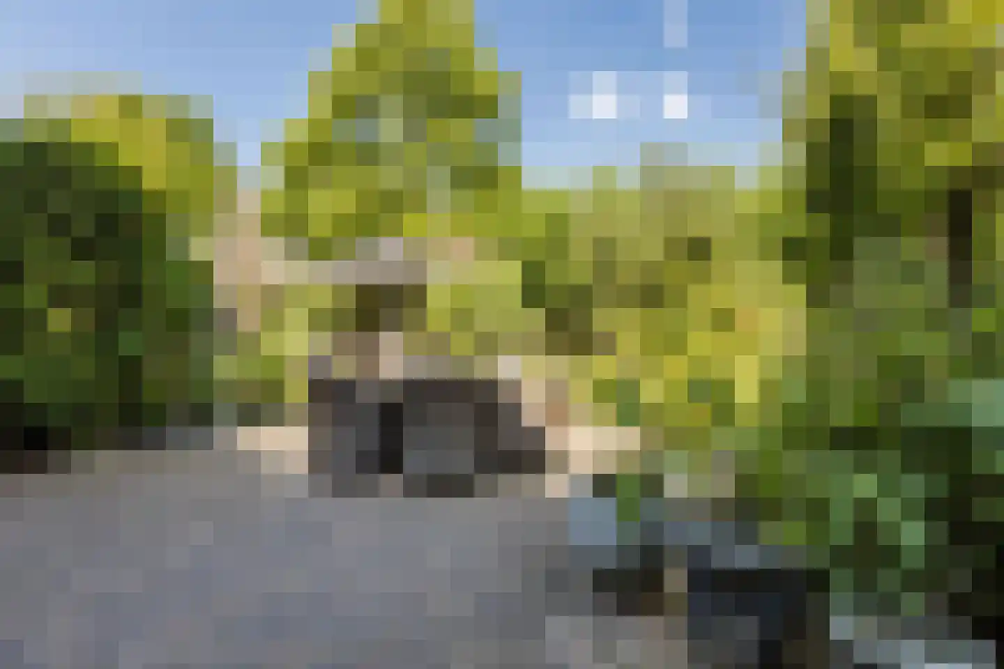 Schorrenkruid 16 Bergen op Zoom thumbnail 58