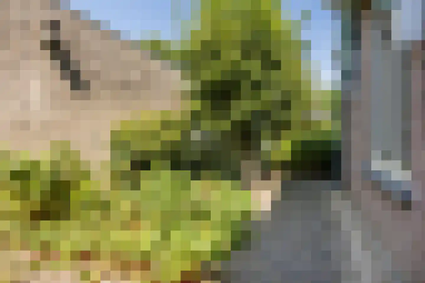 Schorrenkruid 16 Bergen op Zoom thumbnail 62
