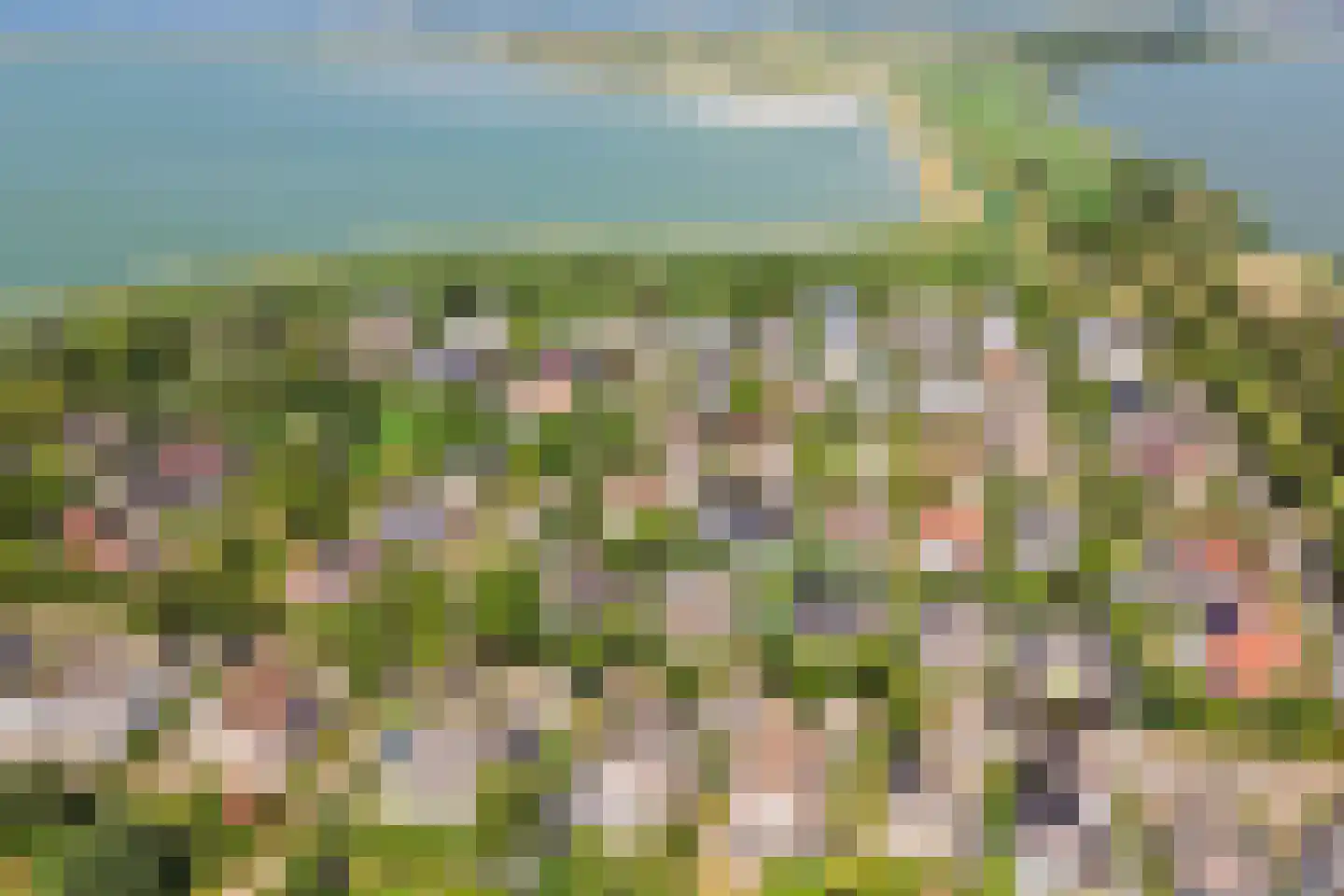 Schorrenkruid 16 Bergen op Zoom thumbnail 79