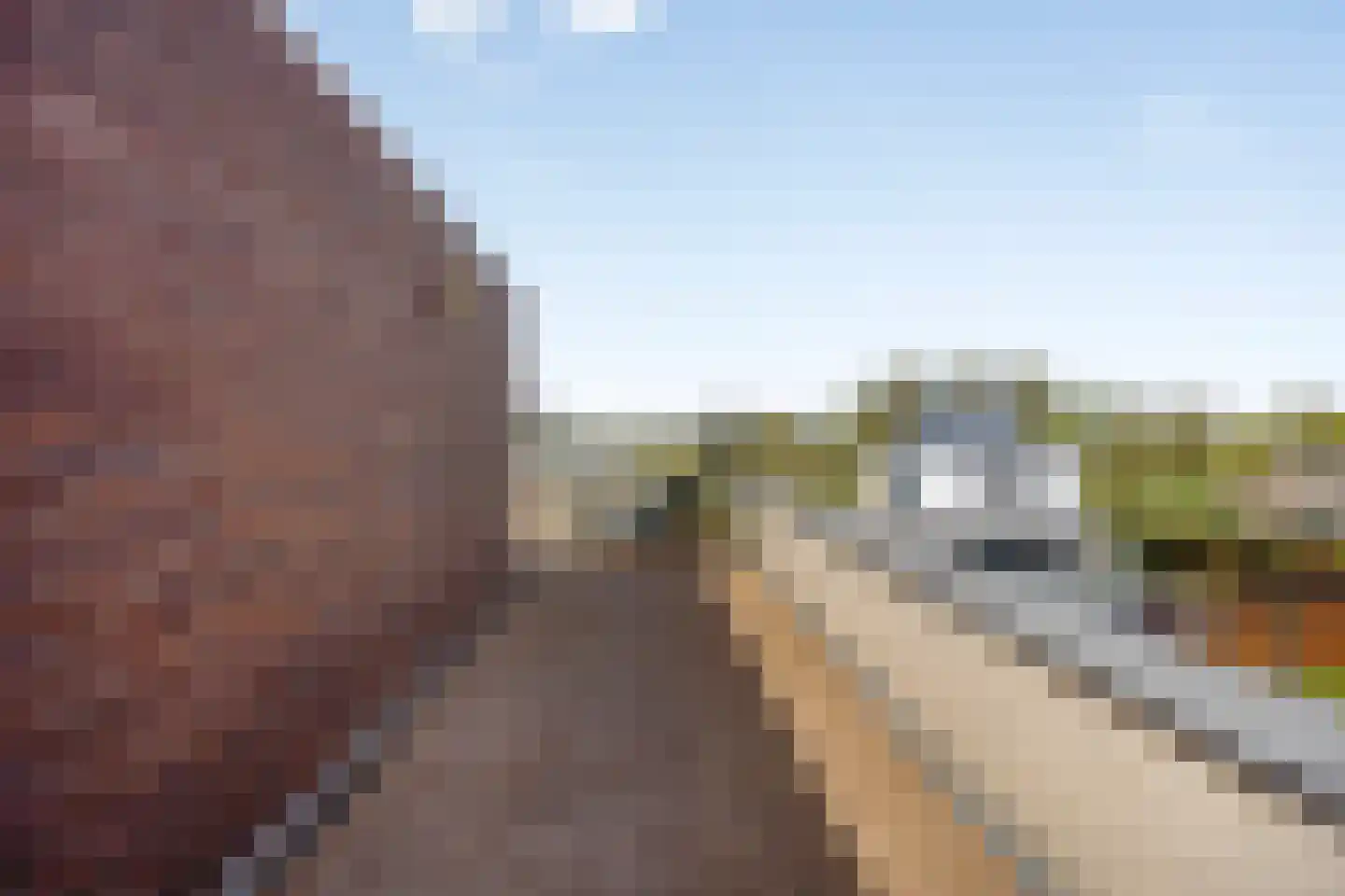 Schorrenkruid 71 Bergen op Zoom thumbnail 66