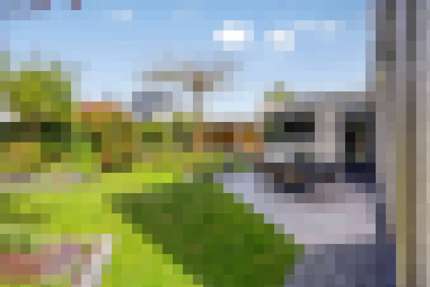 Schorrenkruid 71 Bergen op Zoom thumbnail 74