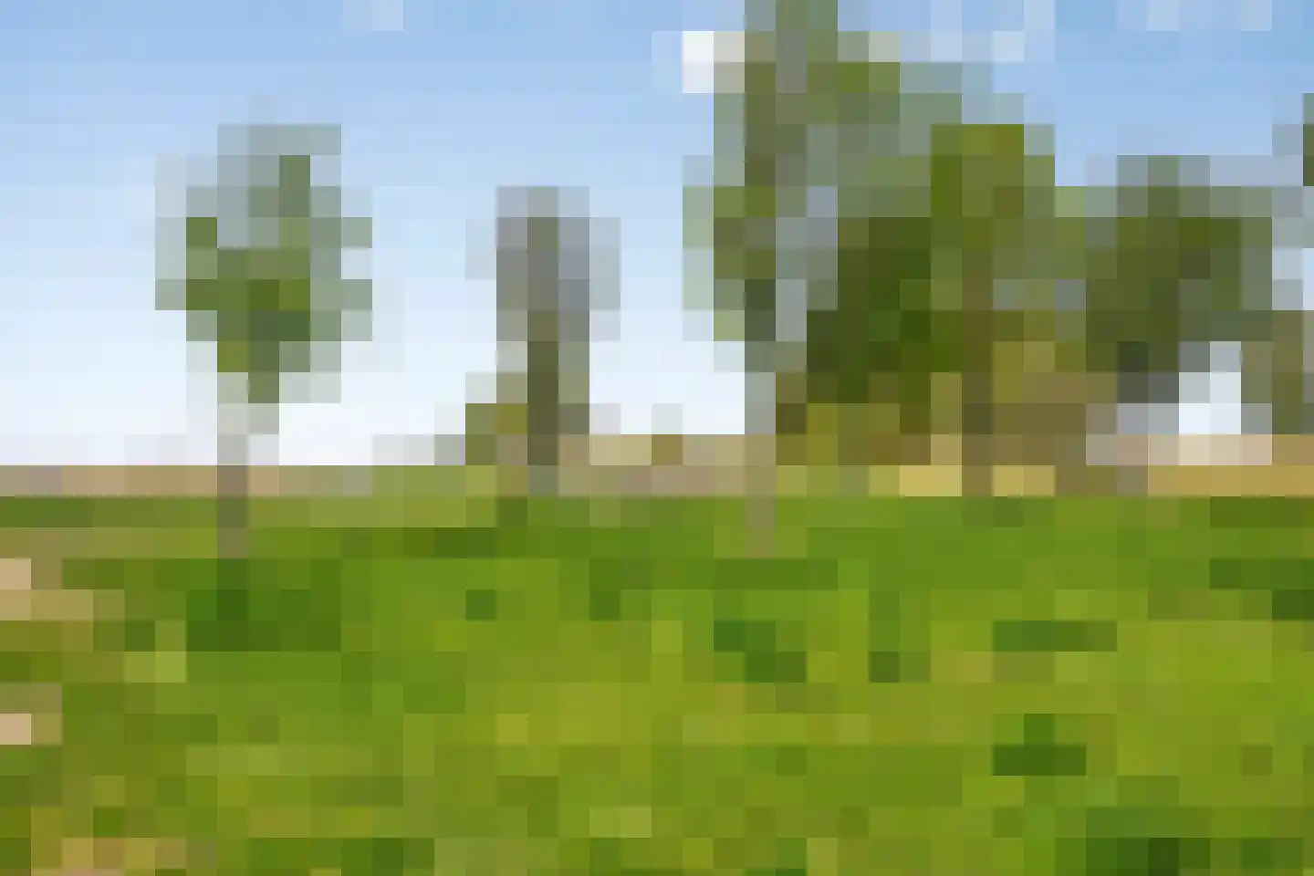 Schorrenkruid 71 Bergen op Zoom thumbnail 89
