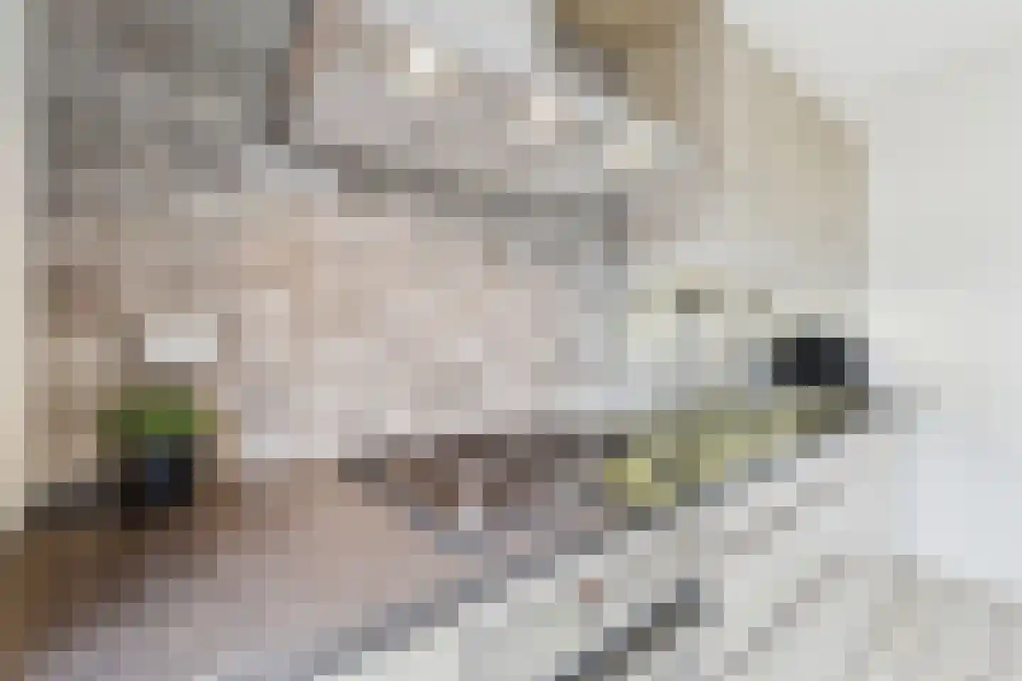 Schorrenkruidlaan 13 Philippine thumbnail 23