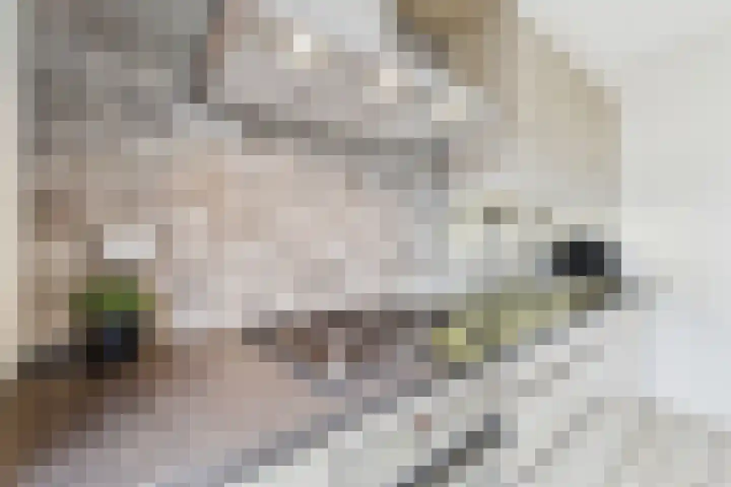 Schorrenkruidlaan 13 Philippine thumbnail 4