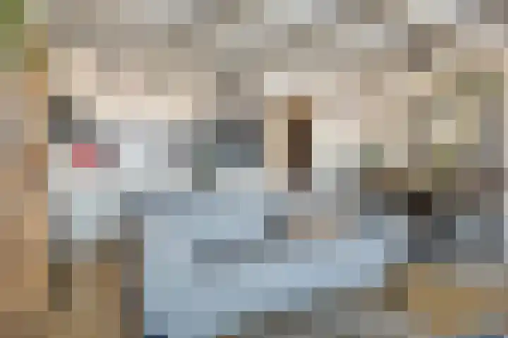 Schotdeuren 8 C Arkel thumbnail 9