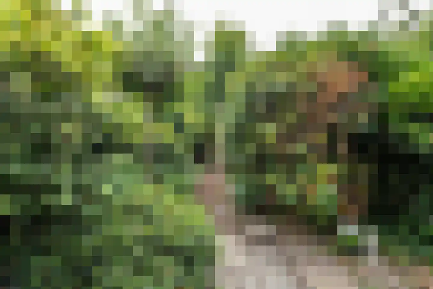 Schoterbosstraat 21 Haarlem thumbnail 4