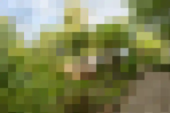 Schoterlandseweg 33 Jubbega thumbnail 20