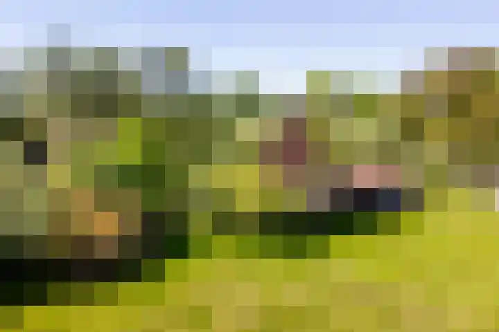 Schoterlandseweg 70 Jubbega thumbnail 9