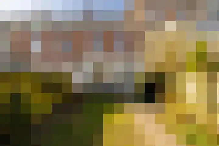 Schotersingel 5 Haarlem thumbnail 20