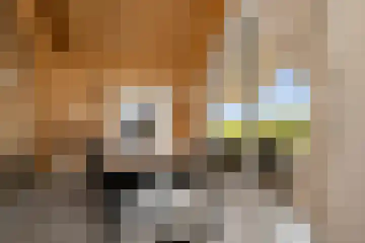 Schoterweg 17 Rotstergaast thumbnail 55