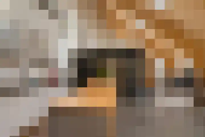 Schoterweg 17 Rotstergaast thumbnail 56