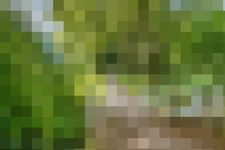 Schothorsterlaan 98 Amersfoort thumbnail 69