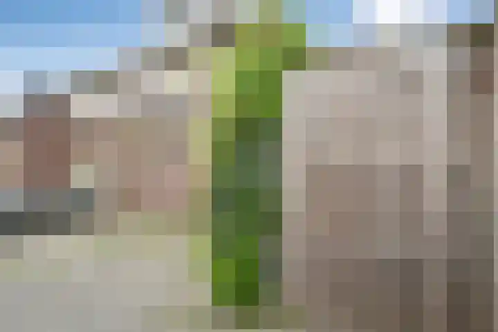 Schotlaan 8 Hardenberg thumbnail 32