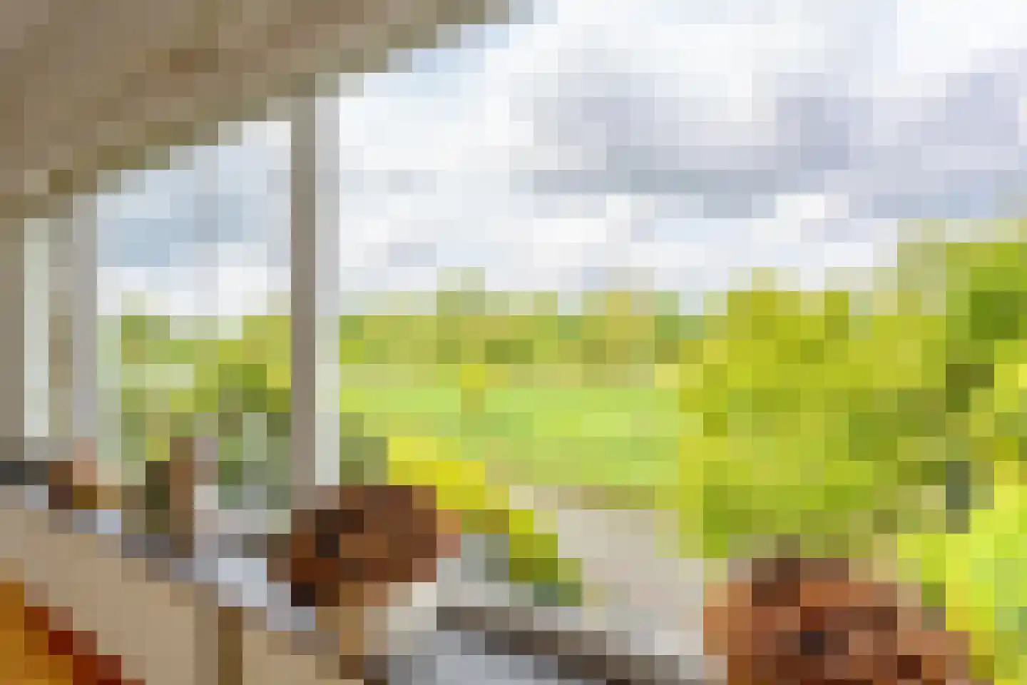 Schotse Hooglanden 20 Amsterdam thumbnail 24