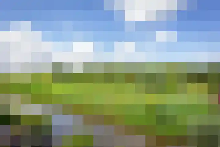Schotse Hooglanden 40 Amsterdam thumbnail 48