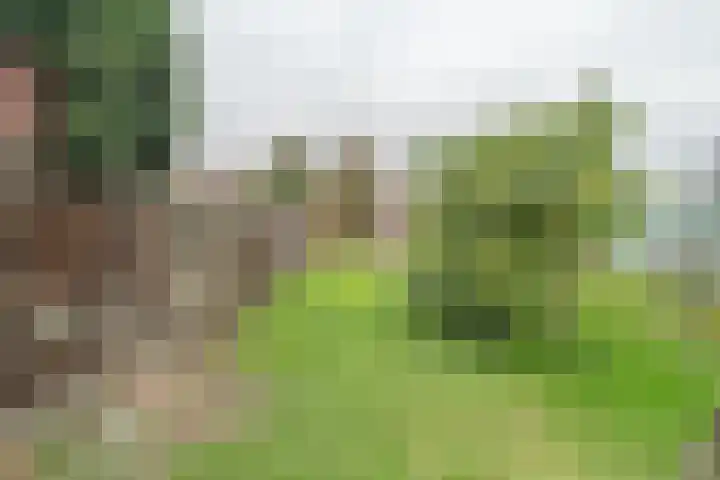 Schotwal 14 Kruiningen thumbnail 31