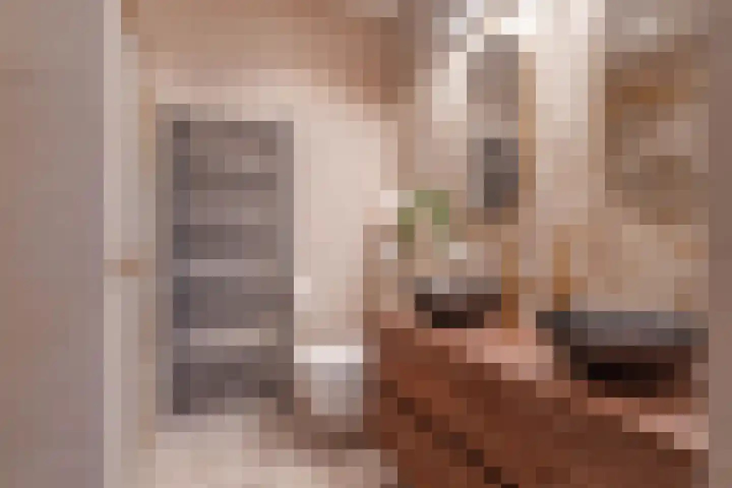 Schotwal 16 Kruiningen thumbnail 26