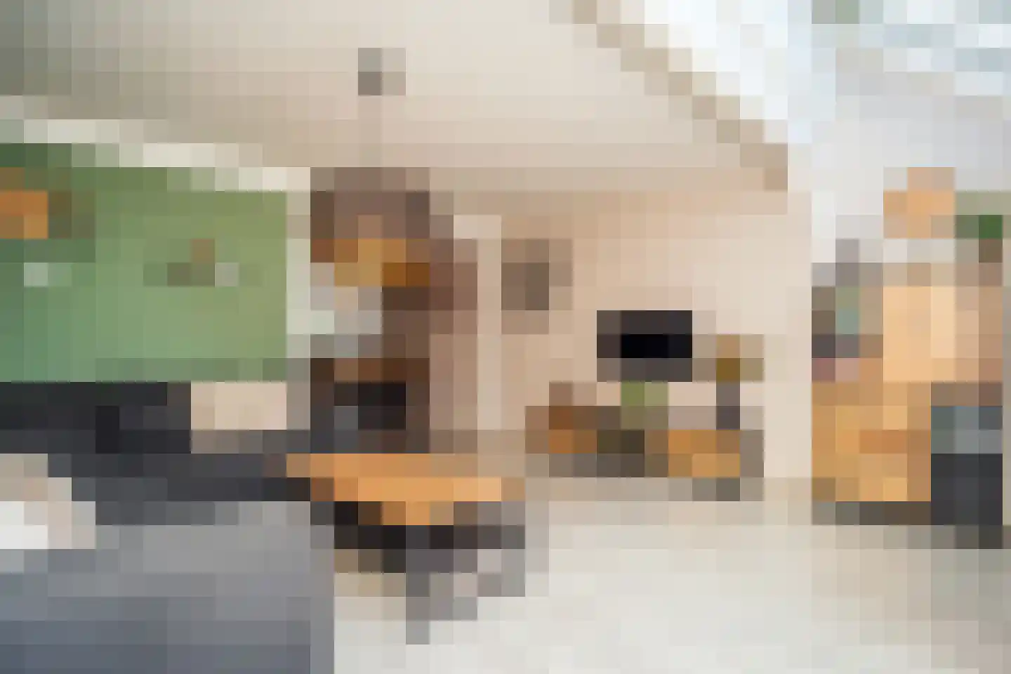 Schoudieck 47 Den Burg thumbnail 12