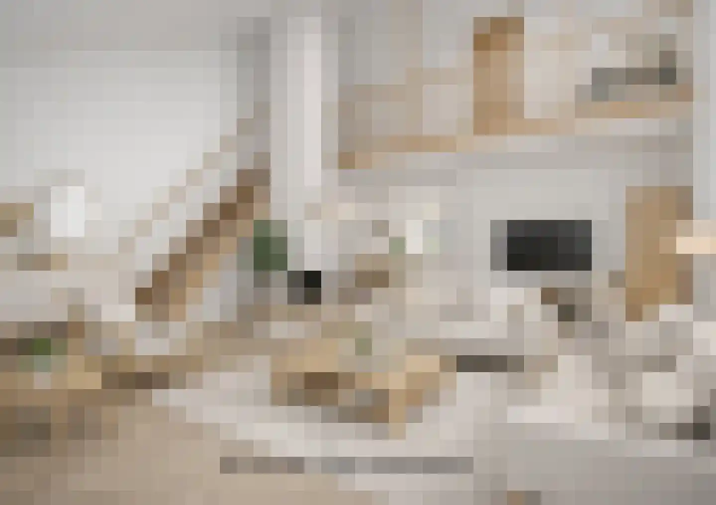 Schout 3 Maasland thumbnail 15