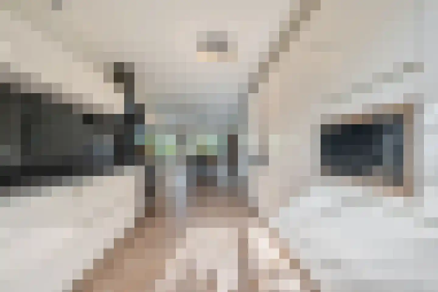 Schout 5 Assendelft thumbnail 13