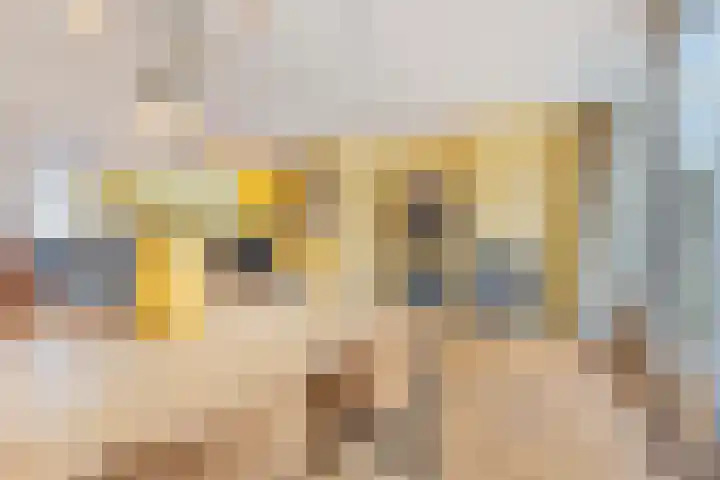 Schout van der Dussensingel 20 's-Hertogenbosch thumbnail 13