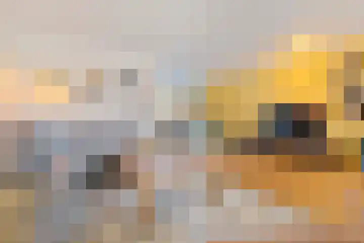Schout van der Dussensingel 20 's-Hertogenbosch thumbnail 5