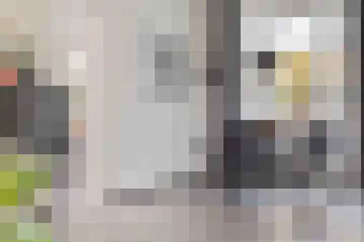 Schout van der Voortstraat 4 Panningen thumbnail 10