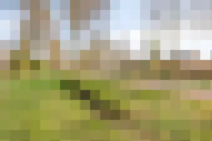 Schout van der Voortstraat 4 Panningen thumbnail 41