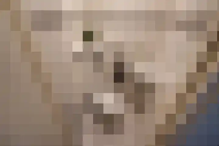 Schout Van Eijklaan 2 Leidschendam thumbnail 21